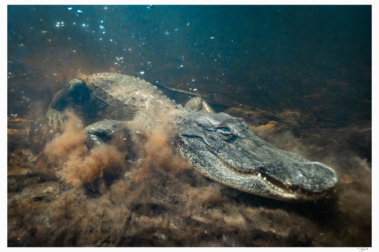 Alligator Stirring My Store