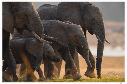 Elephant Family