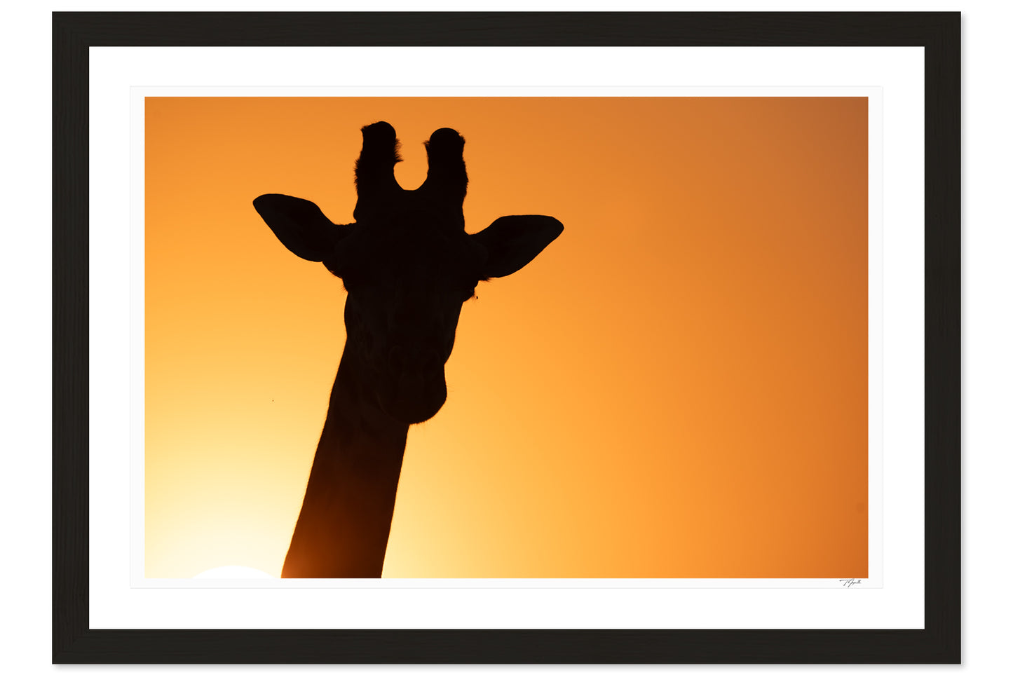Golden Giraffe