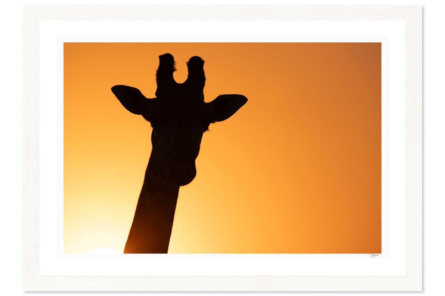 Golden Giraffe