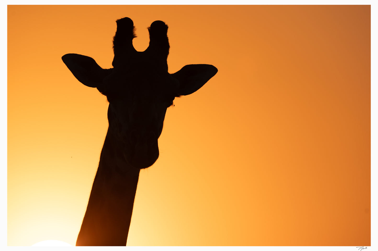 Golden Giraffe