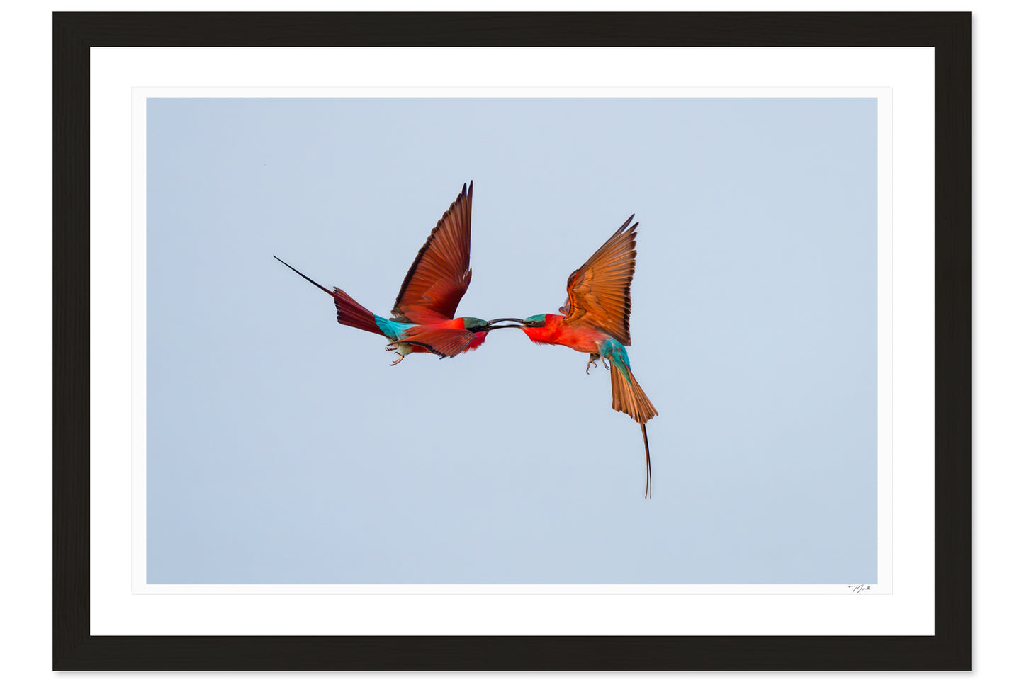Aerial Duel