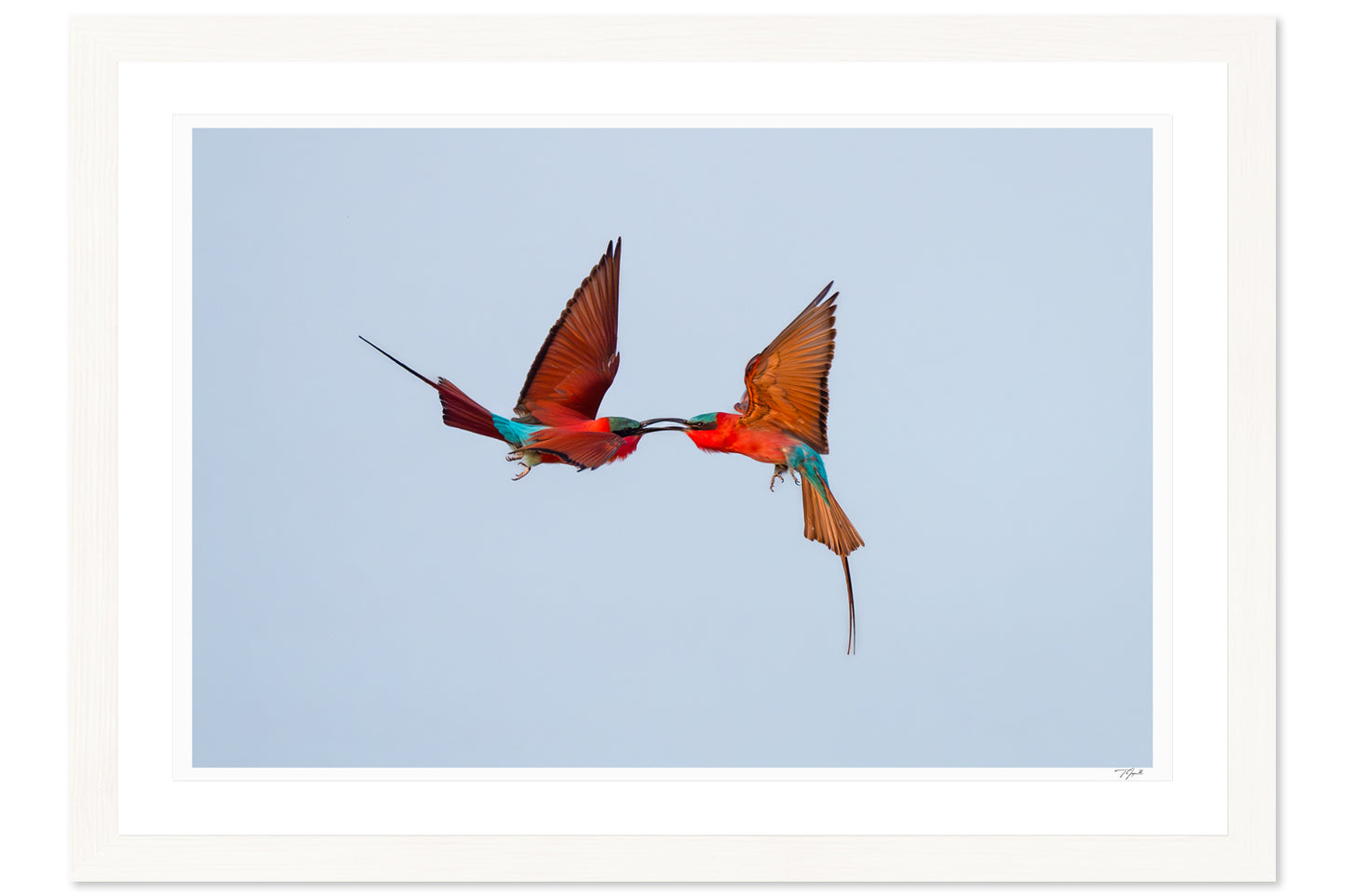 Aerial Duel