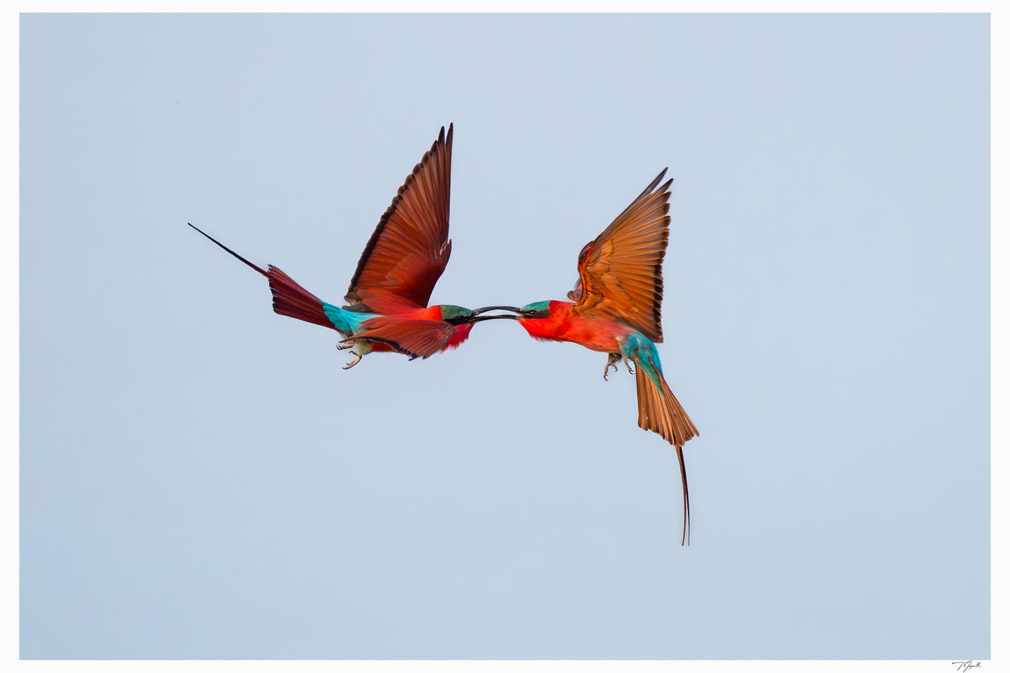 Aerial Duel