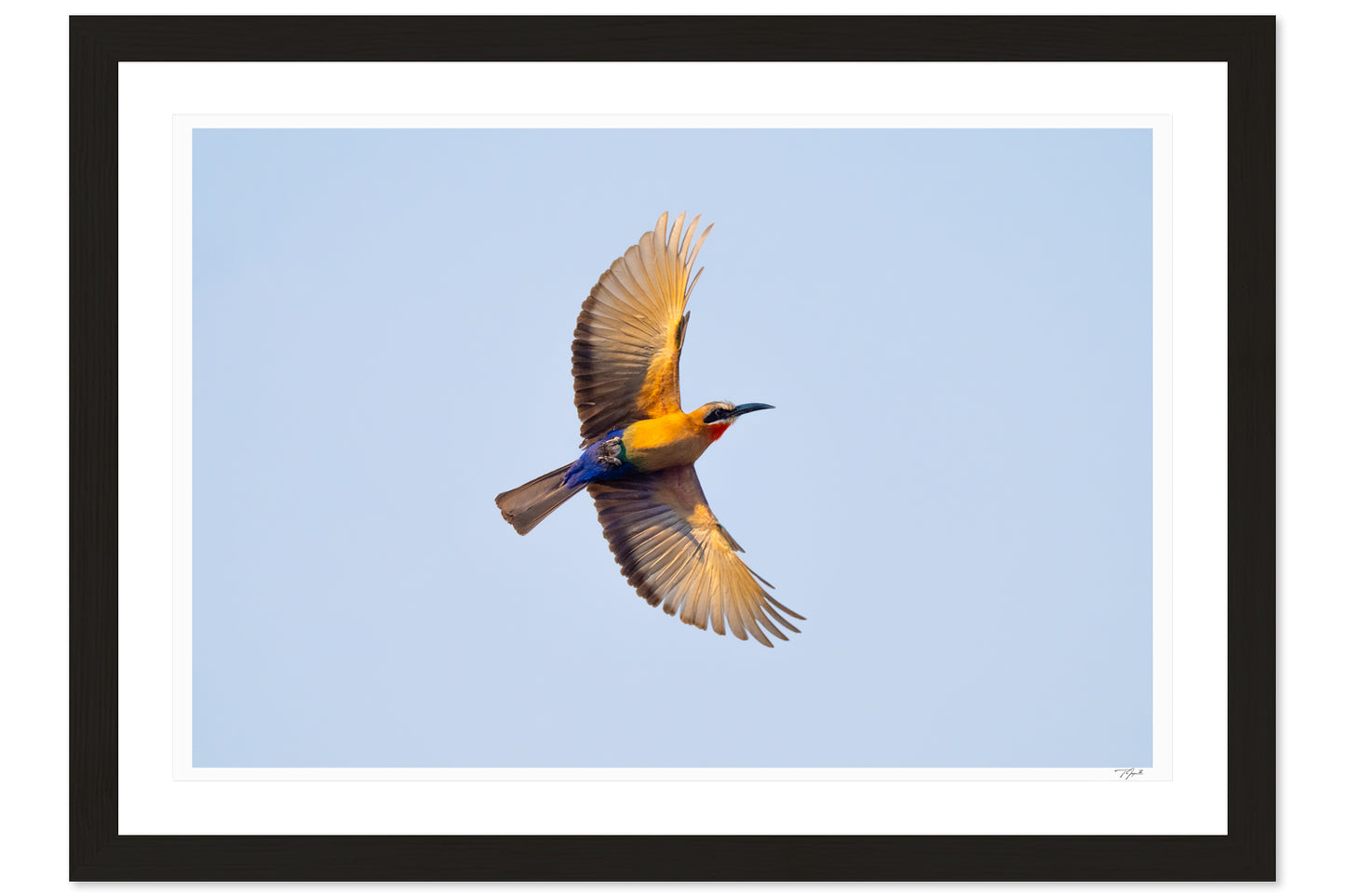 White-Fronted Bee-Eater