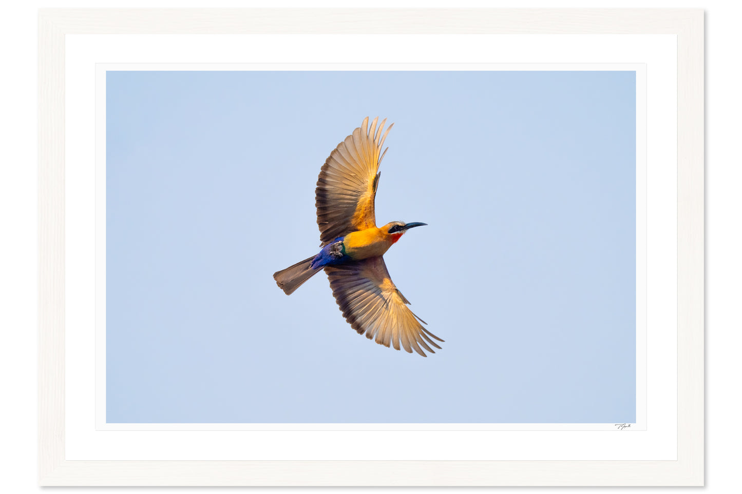 White-Fronted Bee-Eater
