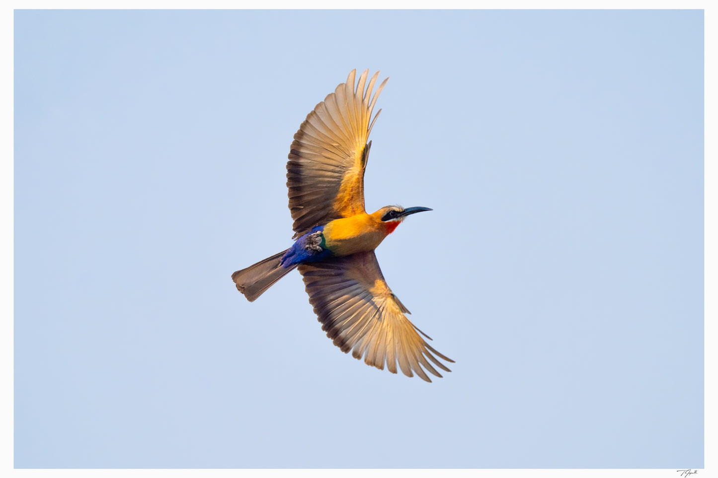 White-Fronted Bee-Eater
