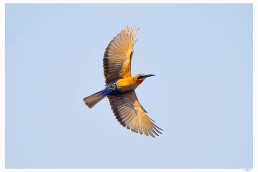 White-Fronted Bee-Eater