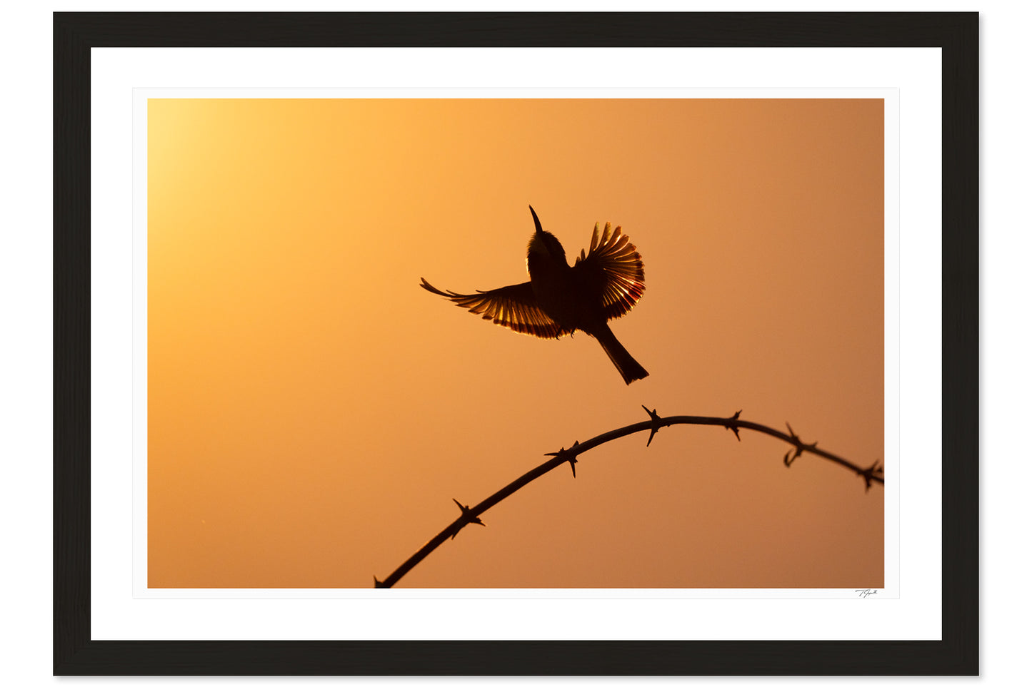 Bee-Eater Silhouette