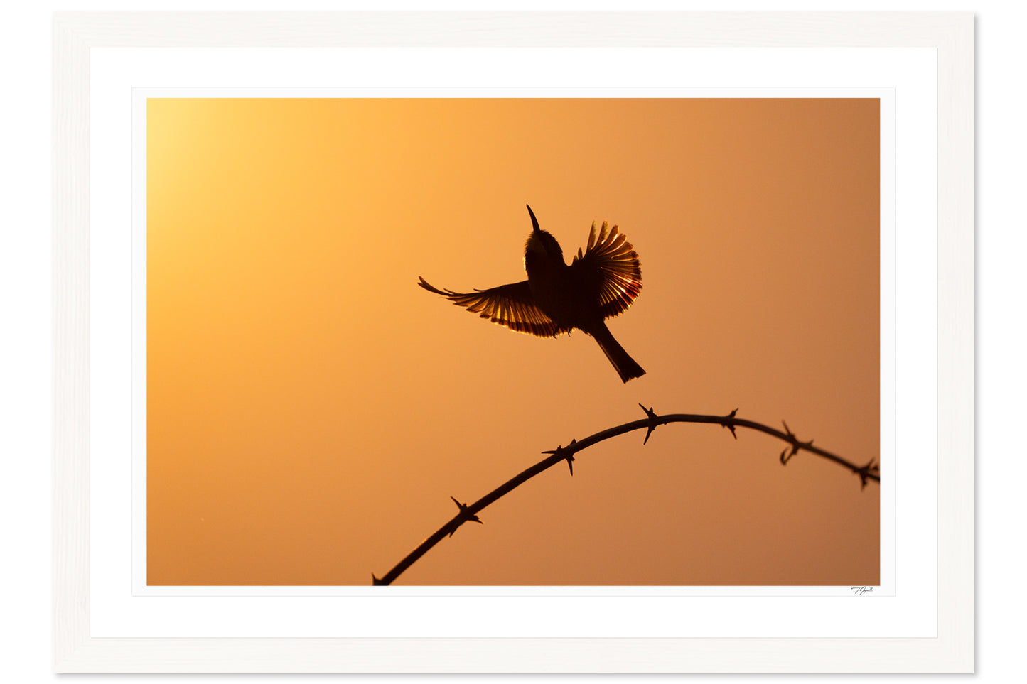 Bee-Eater Silhouette
