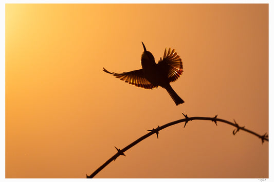 Bee-Eater Silhouette