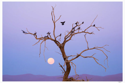 Blue Desert - Tommy Joyce