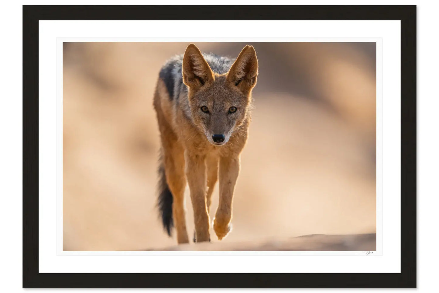 Black-Backed Jackal - Tommy Joyce