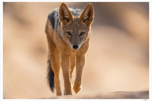 Black-Backed Jackal - Tommy Joyce