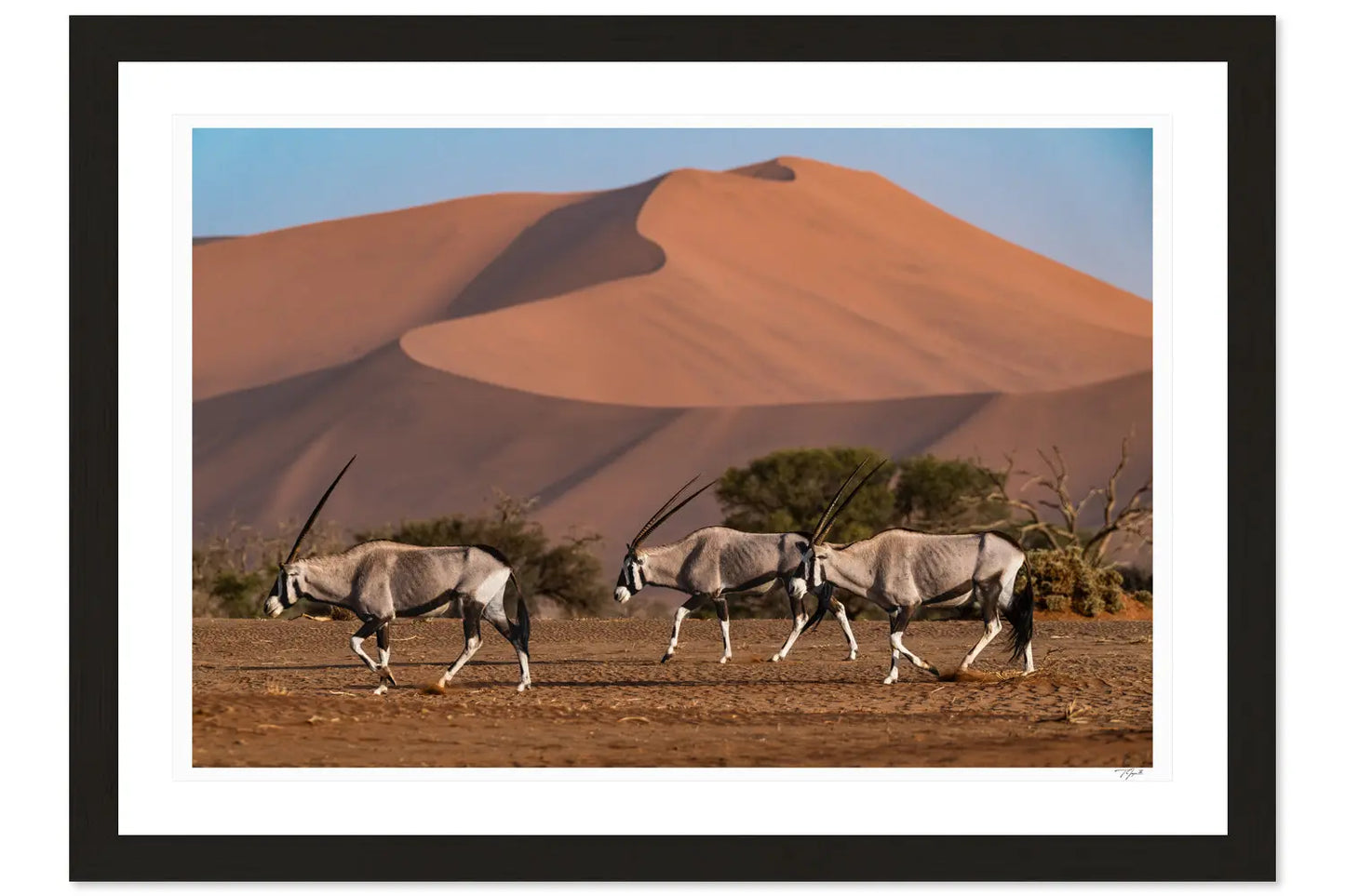 Oryx Trio - Tommy Joyce