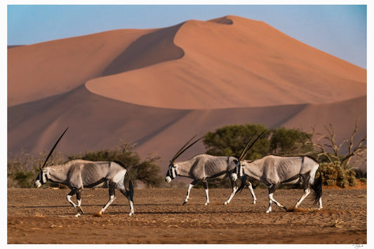 Oryx Trio - Tommy Joyce