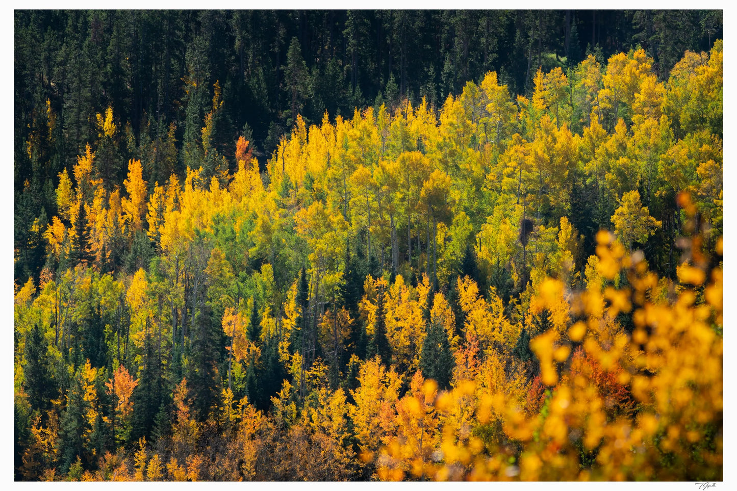 Golden Leaves My Store