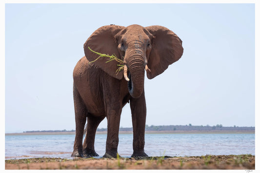 Grazing Ele - Tommy Joyce