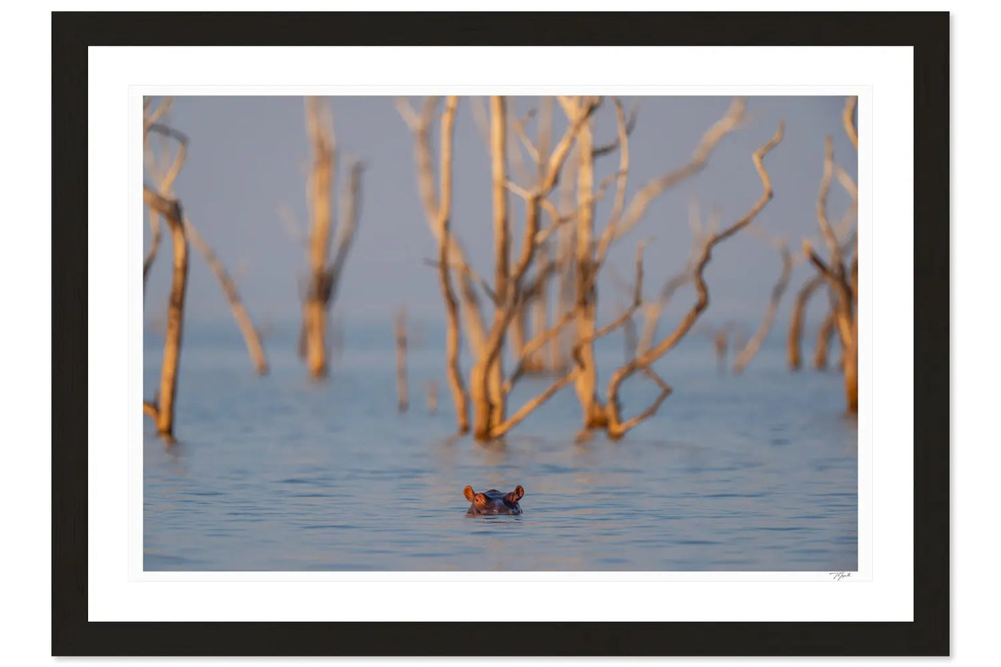 Hippo Hiding - Tommy Joyce