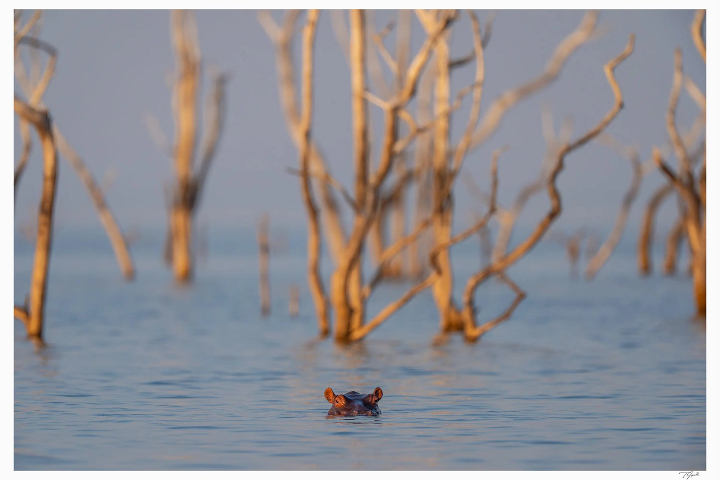 Hippo Hiding - Tommy Joyce