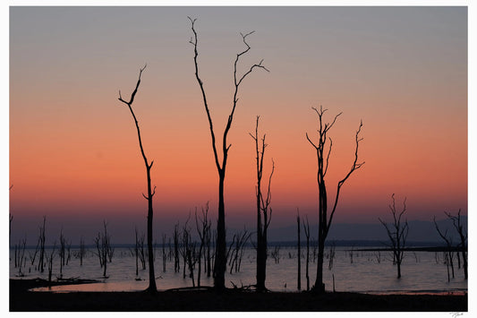 Kariba Trees - Tommy Joyce