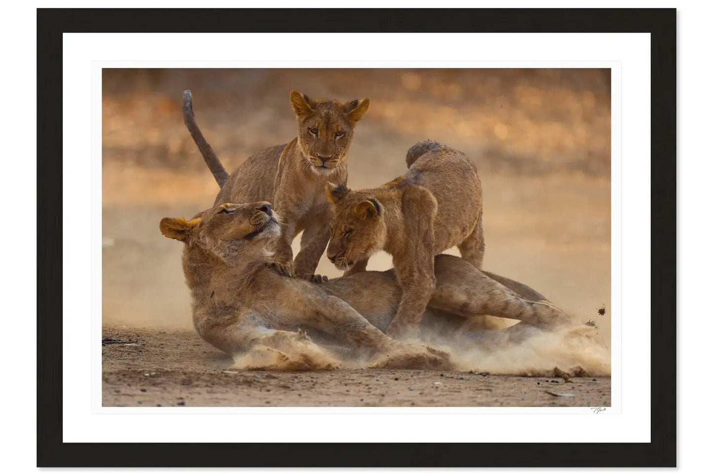 Lion Cub Tackle - Tommy Joyce