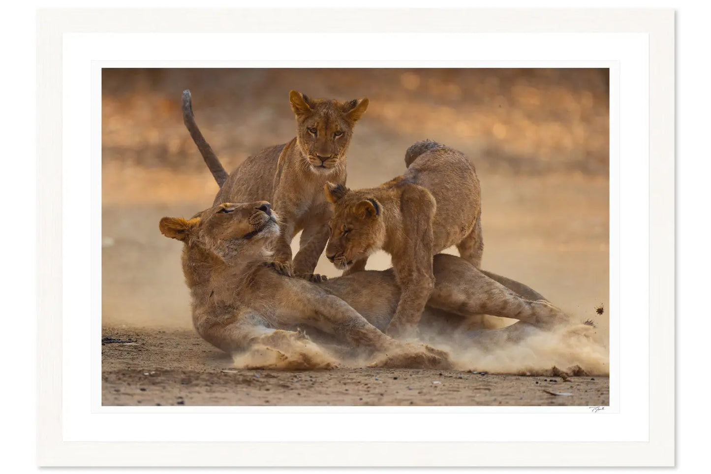 Lion Cub Tackle - Tommy Joyce