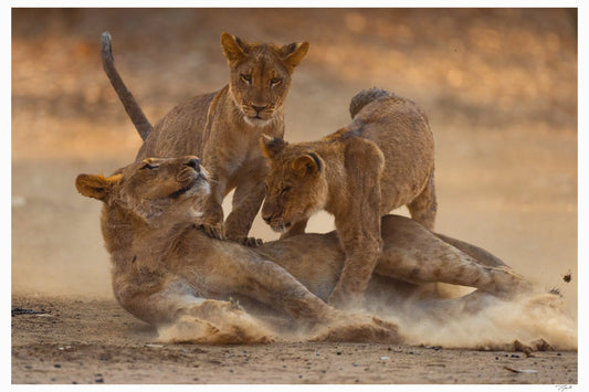 Lion Cub Tackle - Tommy Joyce