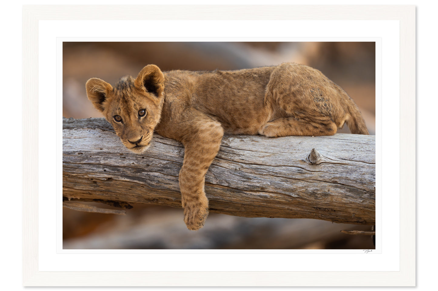 Lion Prince
