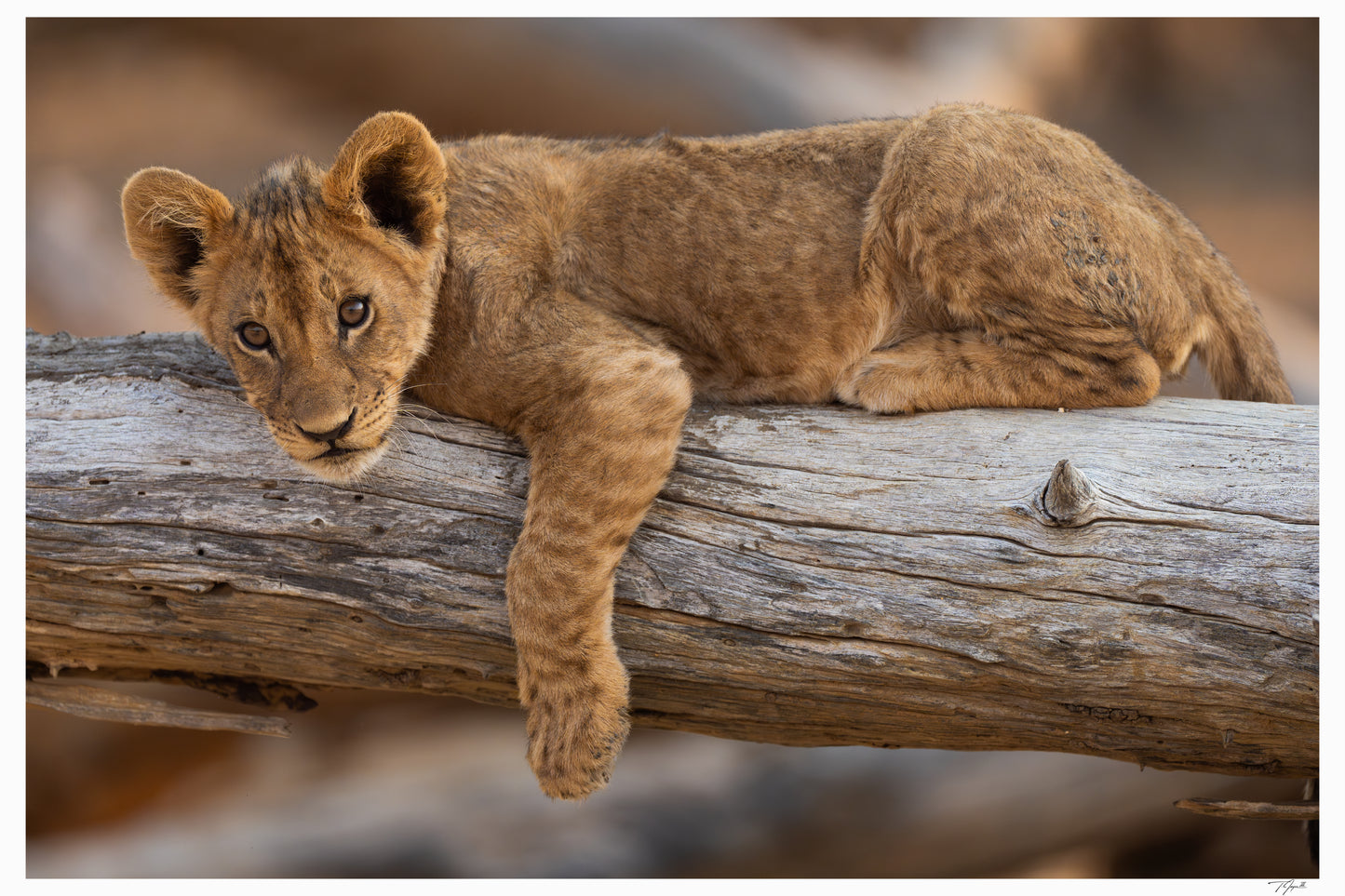 Lion Prince