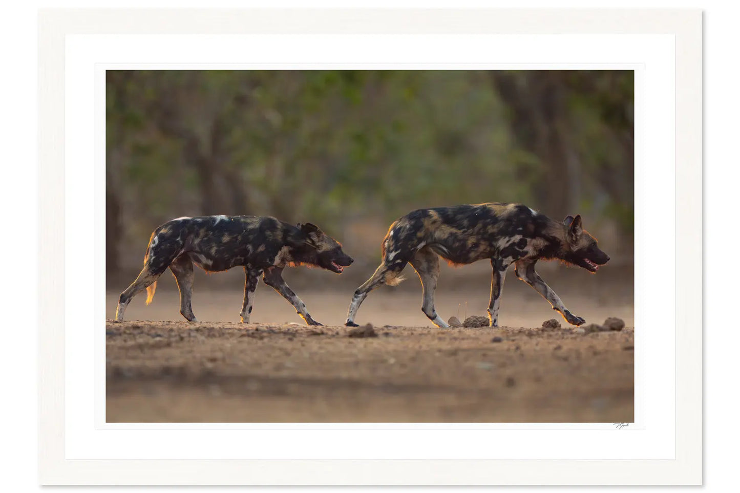 Painted Dogs - Tommy Joyce