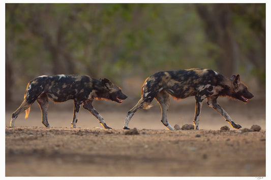 Painted Dogs - Tommy Joyce