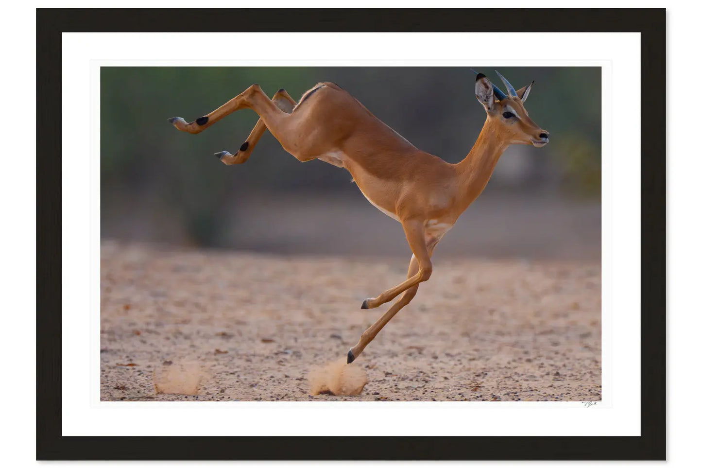 Impala Air - Tommy Joyce