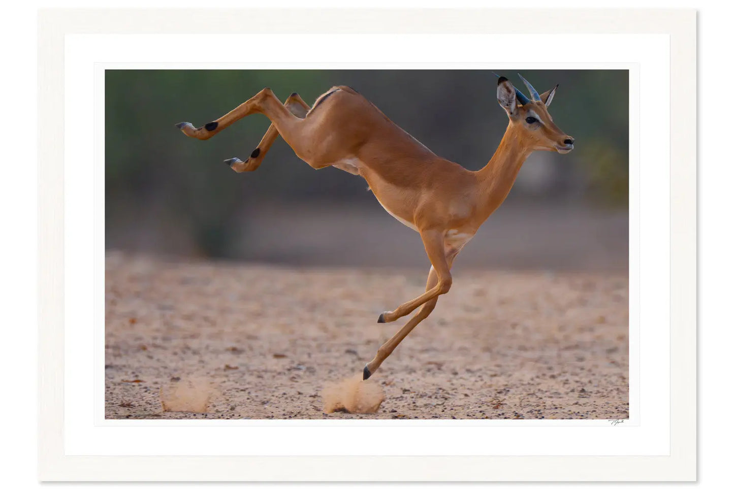 Impala Air - Tommy Joyce