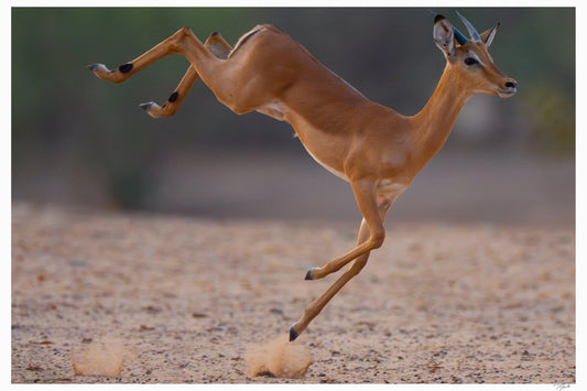 Impala Air - Tommy Joyce