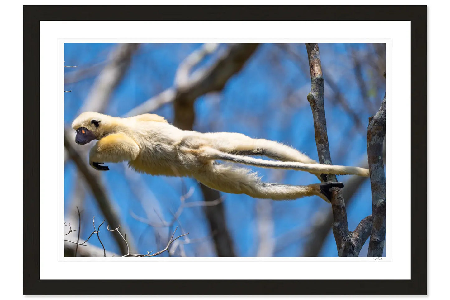 Lemur Leap - Tommy Joyce
