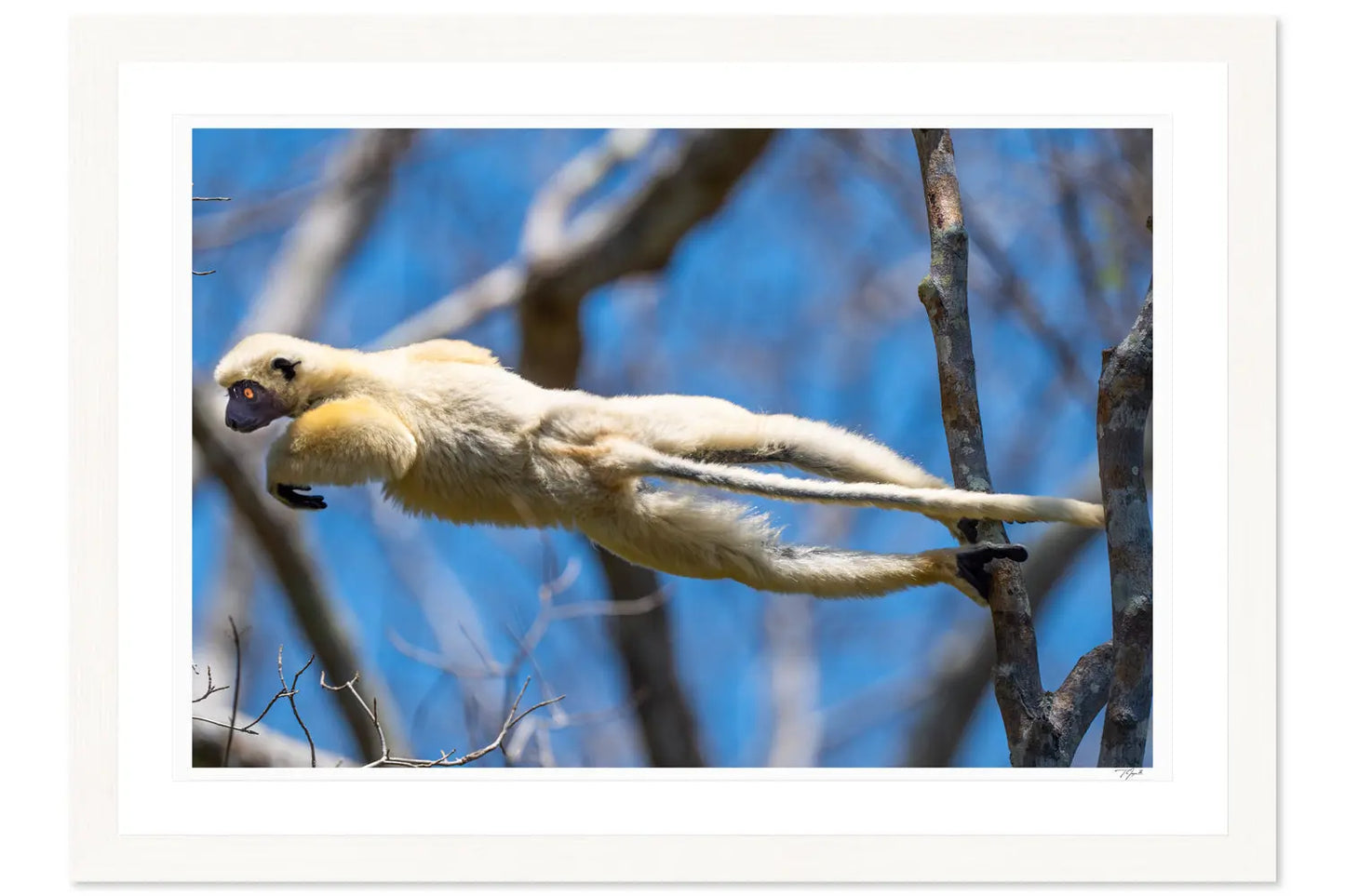 Lemur Leap - Tommy Joyce