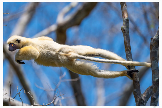Lemur Leap - Tommy Joyce