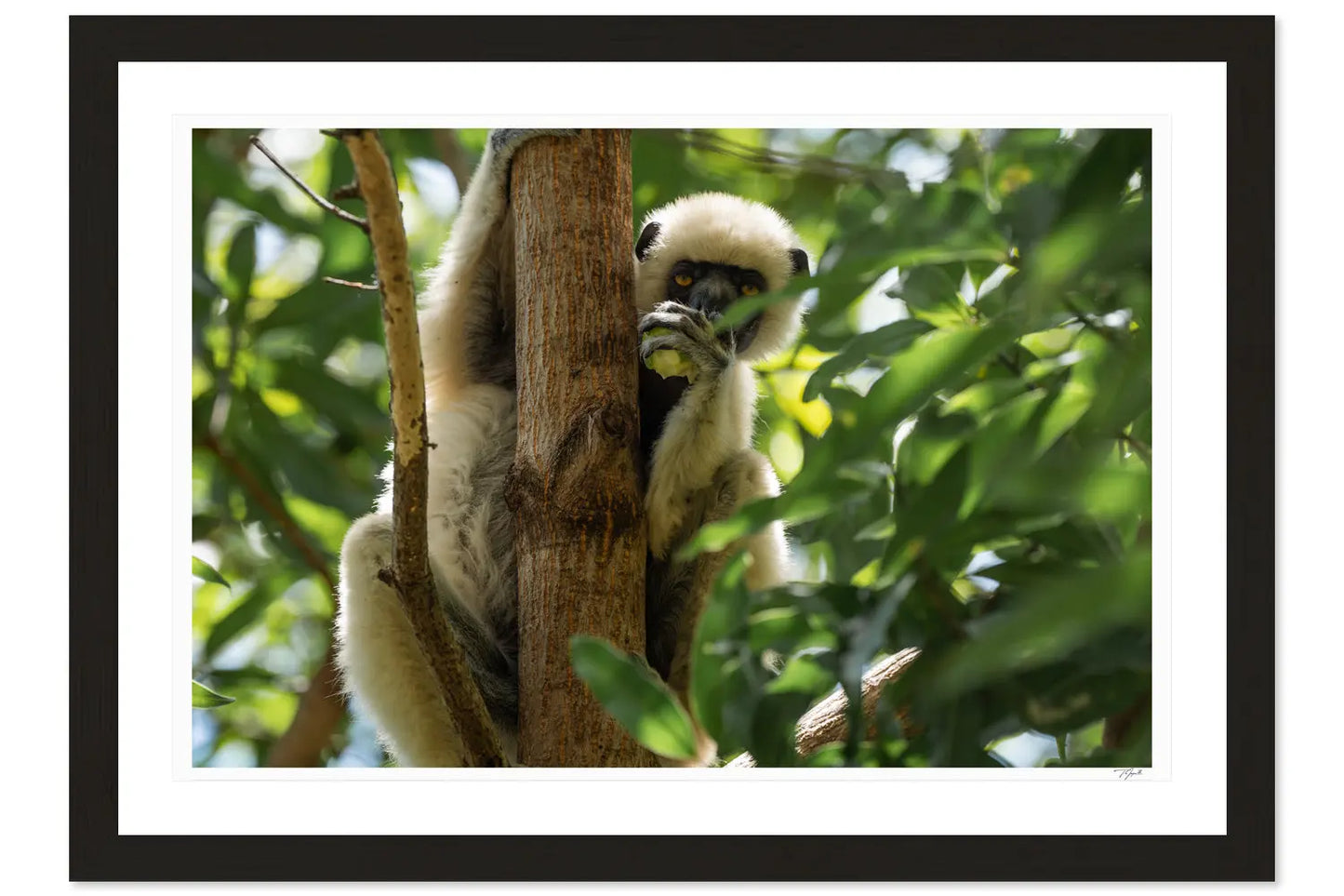 Lunching Lemur - Tommy Joyce