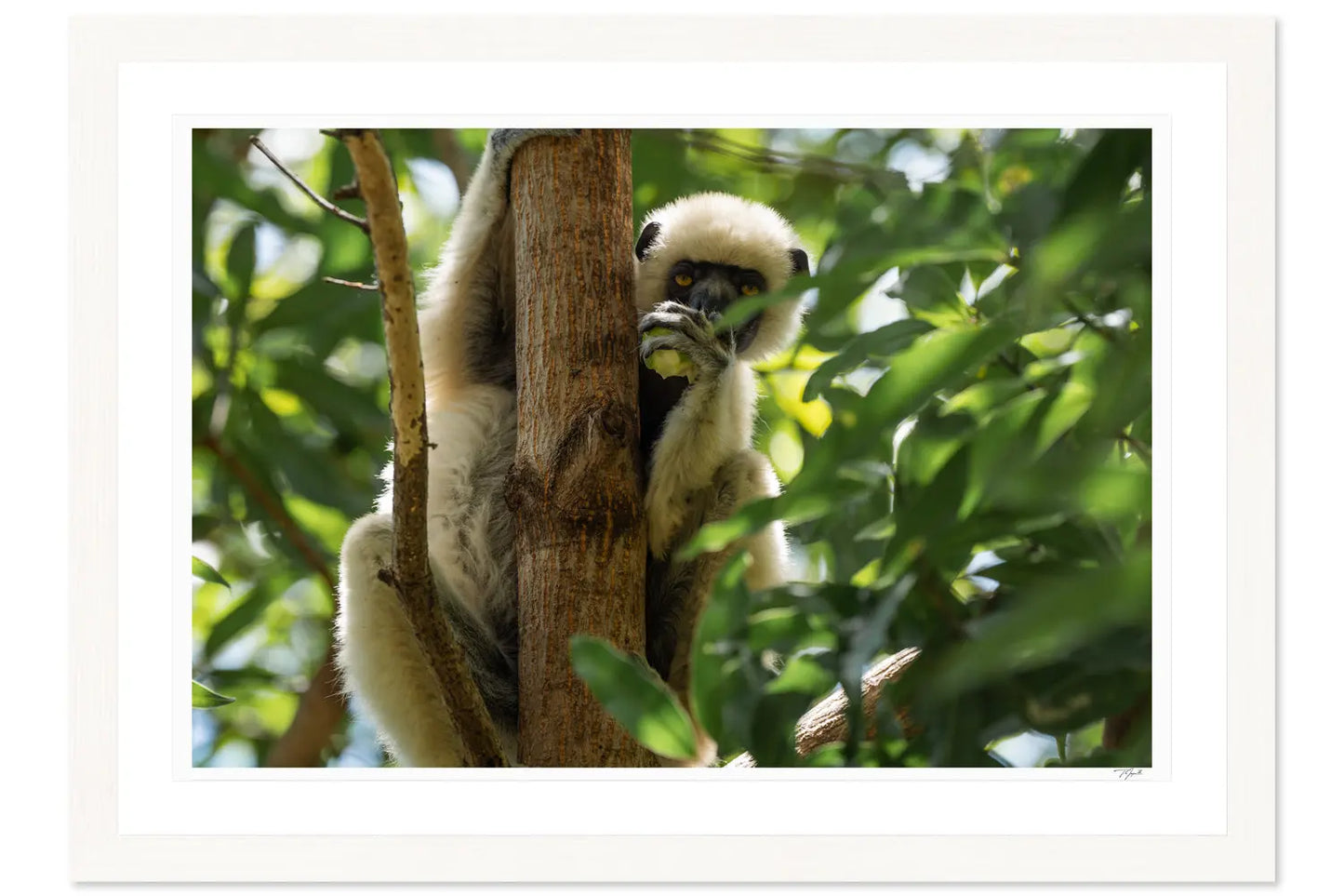 Lunching Lemur - Tommy Joyce