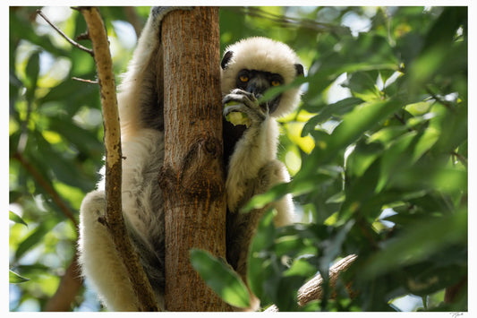 Lunching Lemur - Tommy Joyce