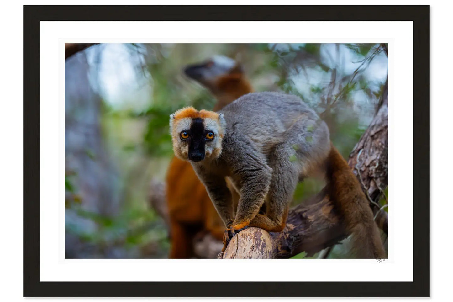Golden Crown Lemur - Tommy Joyce