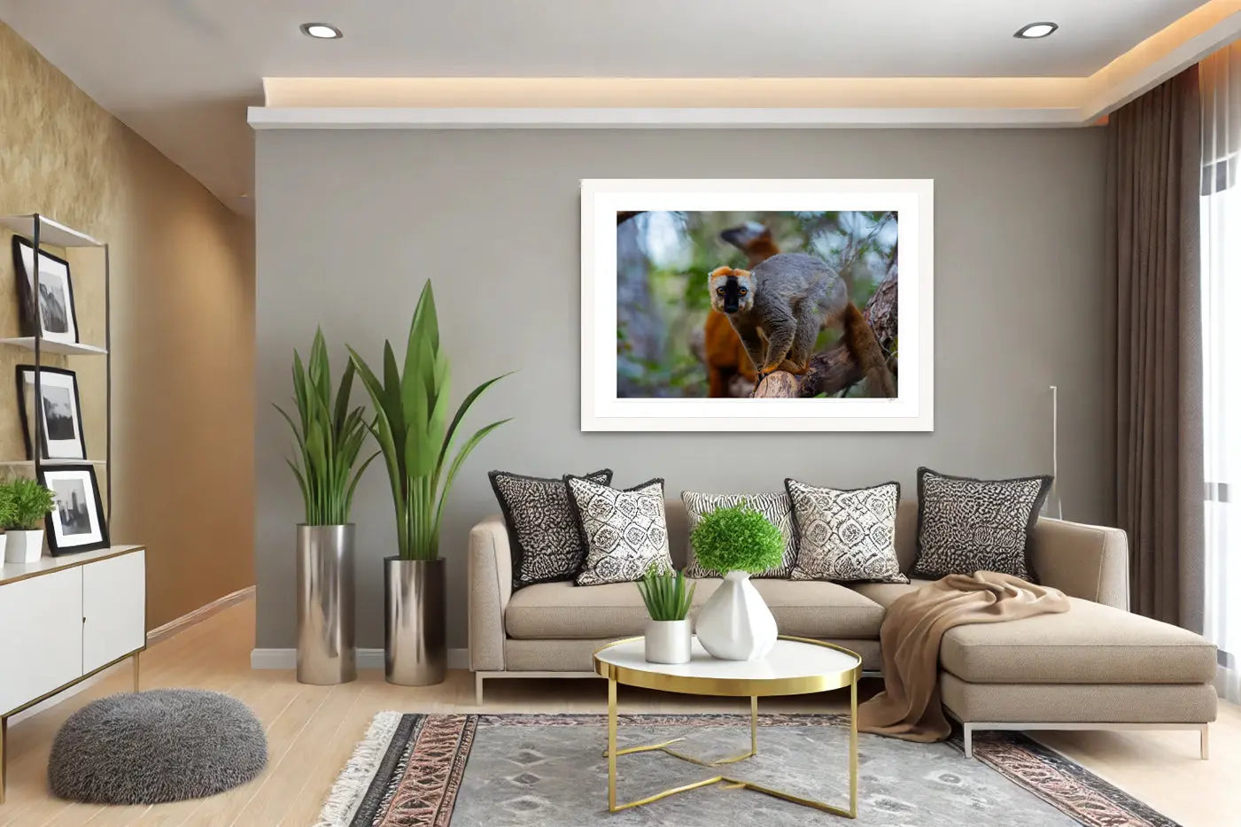 Golden Crown Lemur - Tommy Joyce