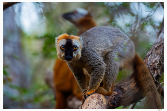 Golden Crown Lemur - Tommy Joyce