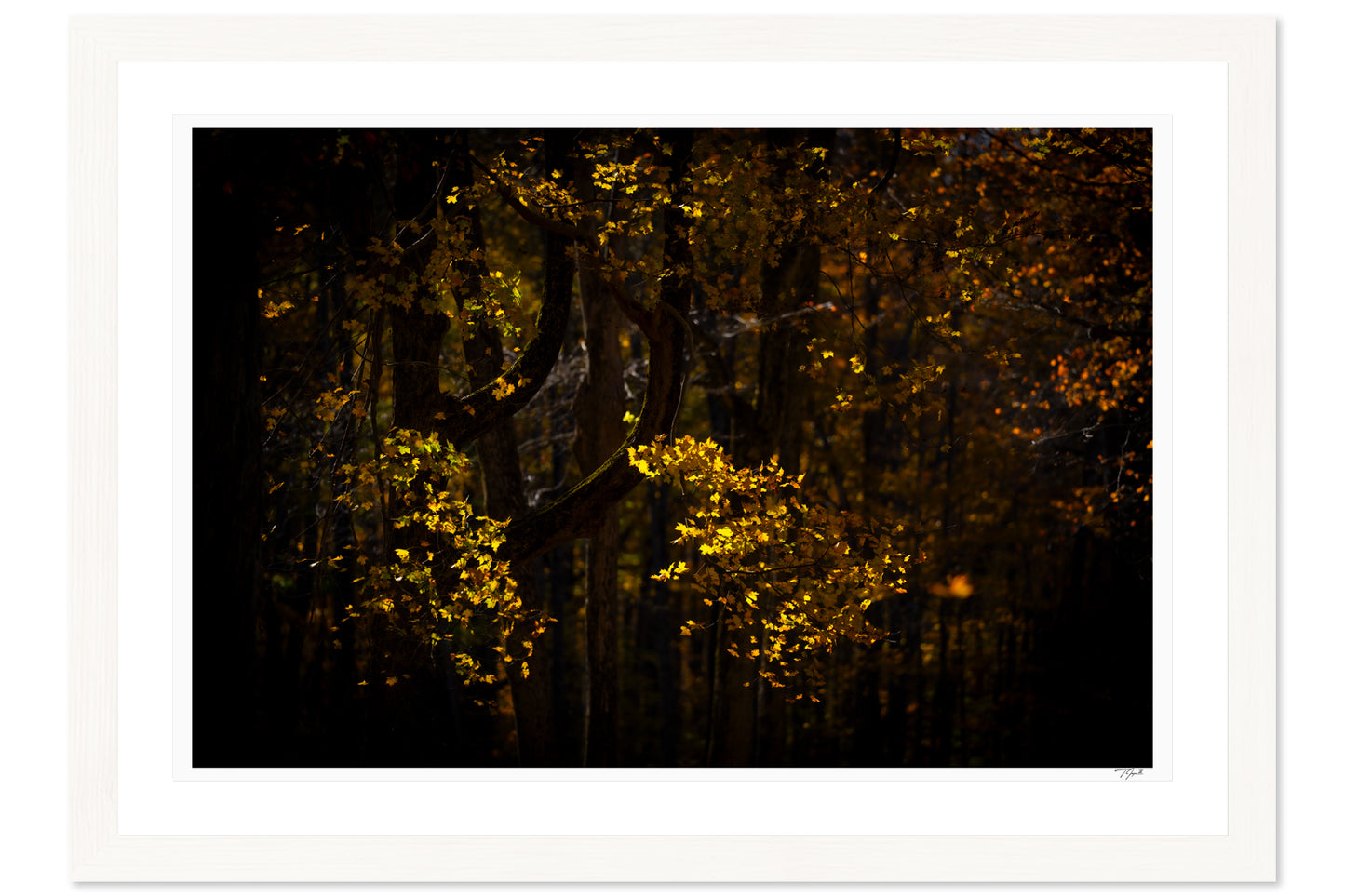 Ember Leaves