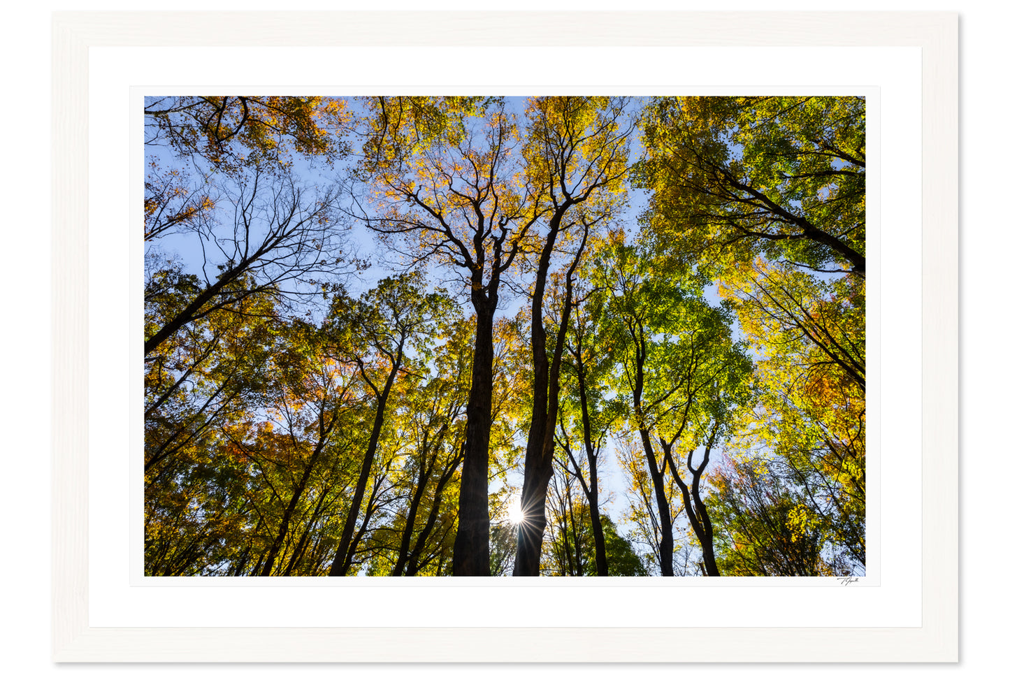 Forest Lightshow