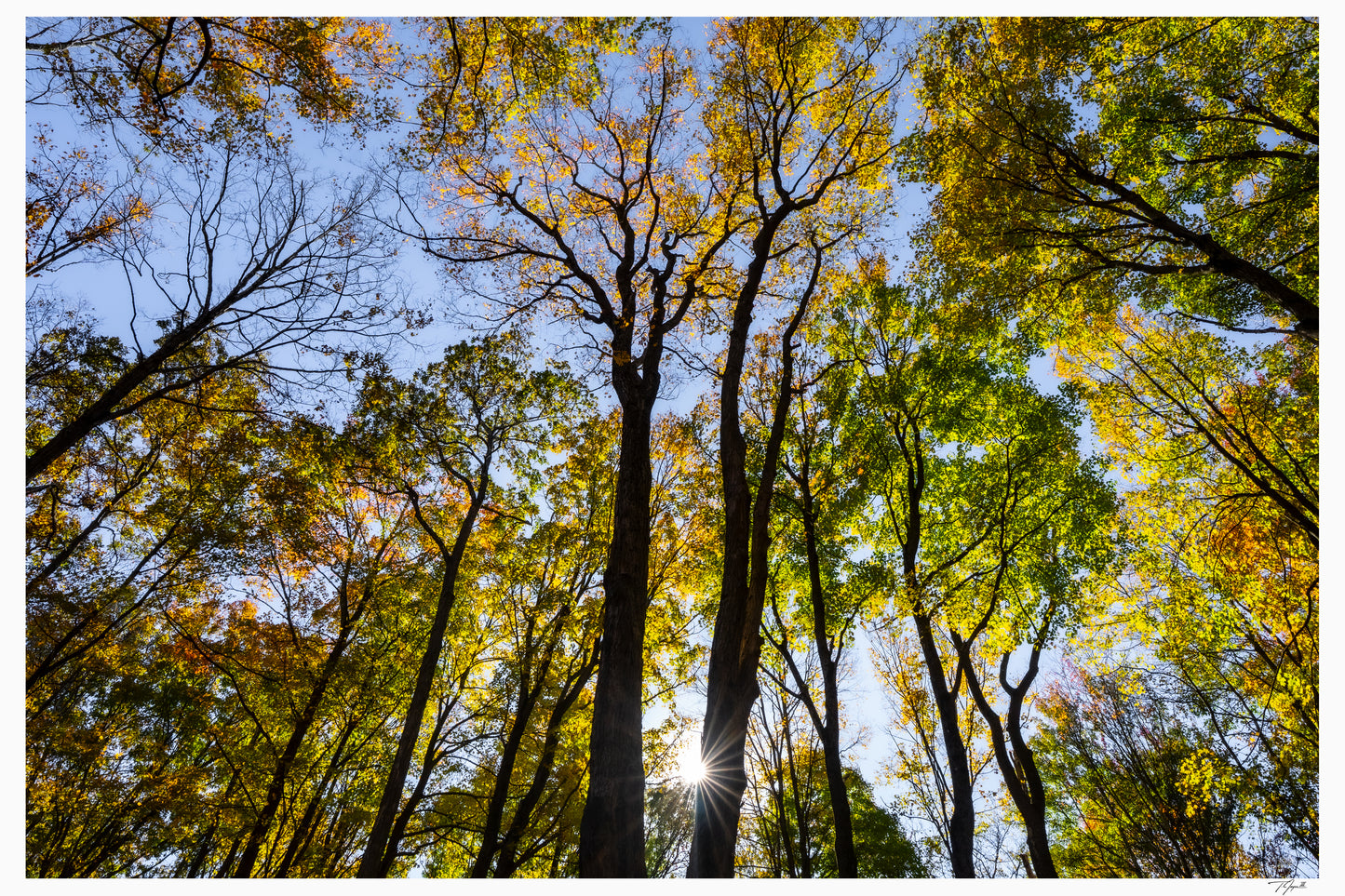 Forest Lightshow