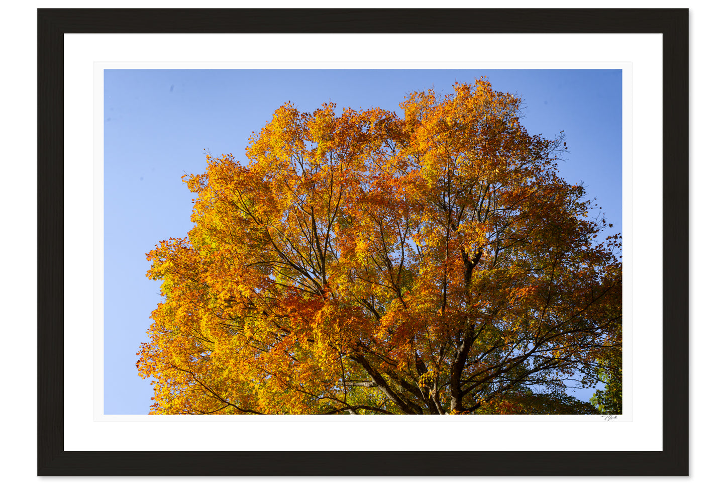 Crown of October