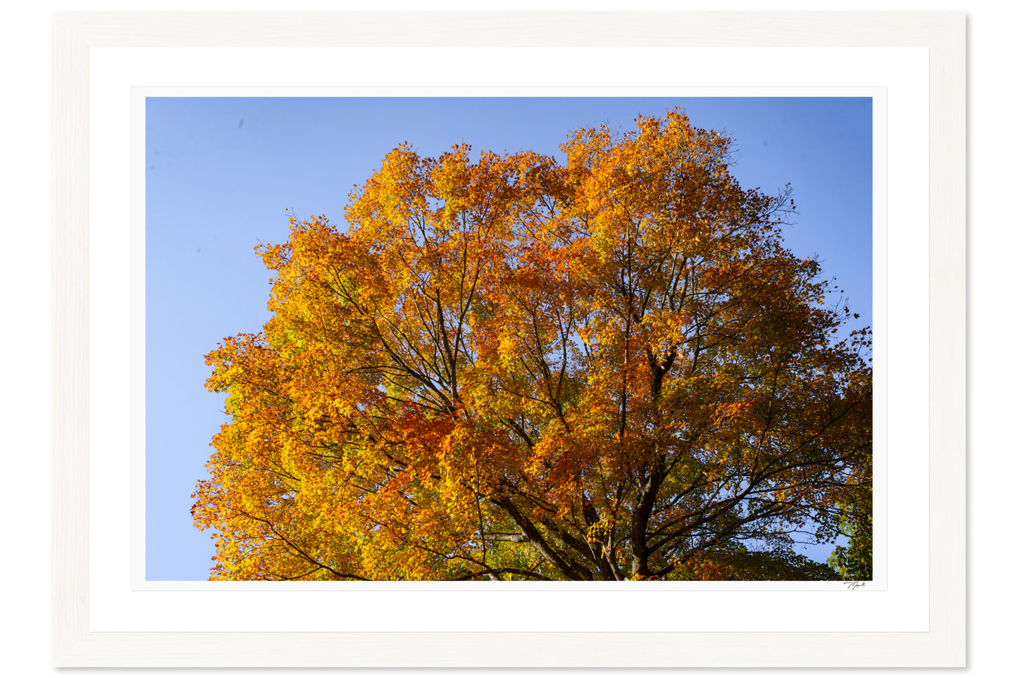 Crown of October