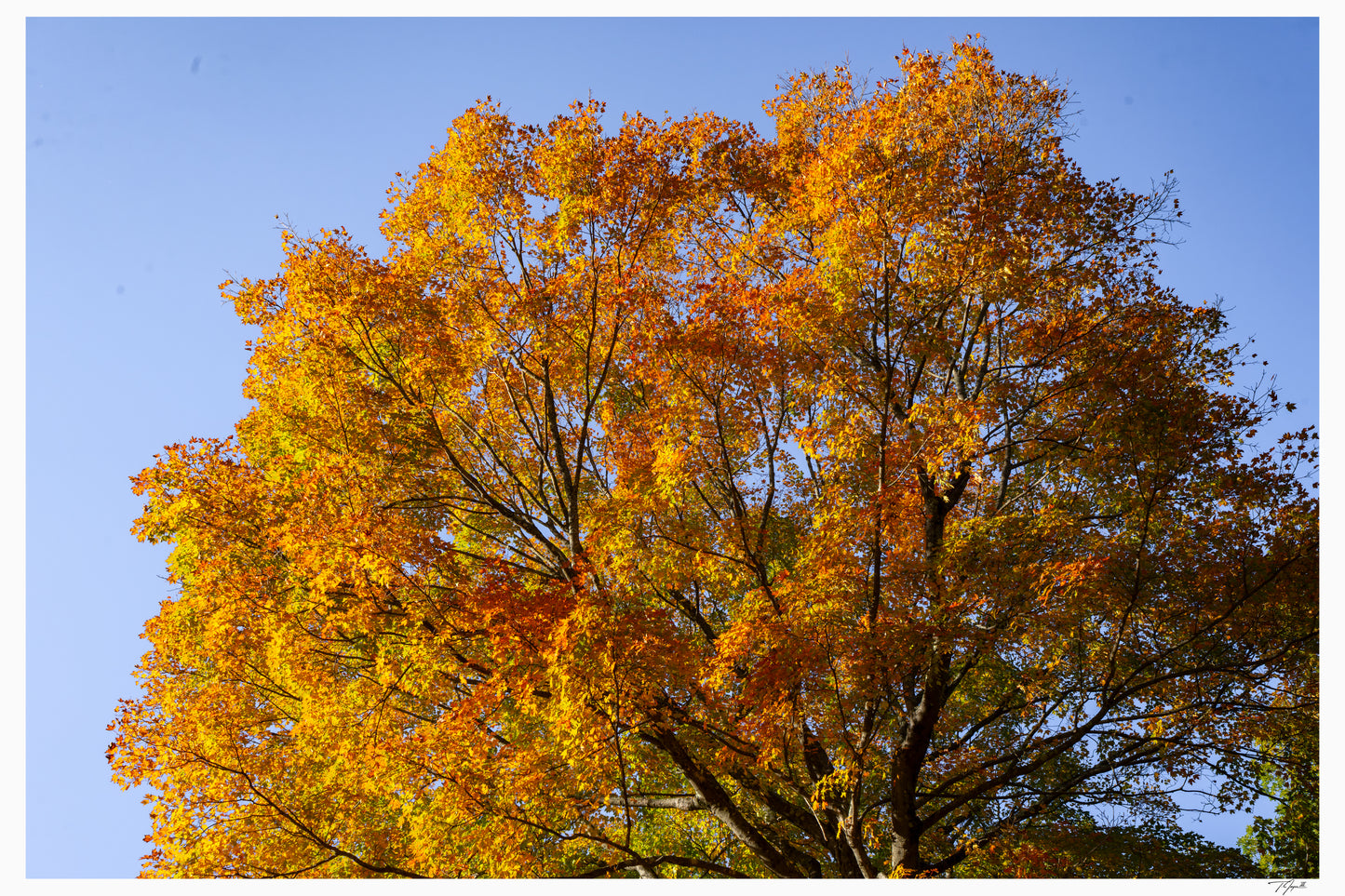 Crown of October